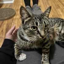 Thumbnail photo of Uf Litter Mooncake (Mom) #4