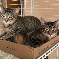 Thumbnail photo of Doogie #3