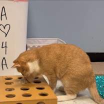 Thumbnail photo of Miley #4