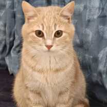 Thumbnail photo of Cheesecake #1