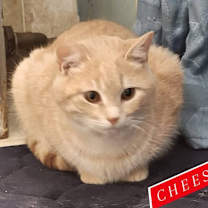 Thumbnail photo of Cheesecake #2
