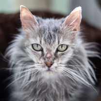 Thumbnail photo of Guinevere #1