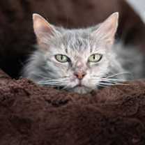 Thumbnail photo of Guinevere #2