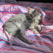 Thumbnail photo of Guinevere #3