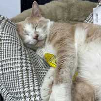 Thumbnail photo of Slurpee #4