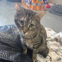 Thumbnail photo of Clover #1