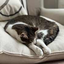 Thumbnail photo of Prancer #1