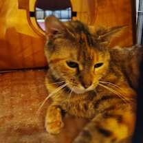 Thumbnail photo of Sasha #2