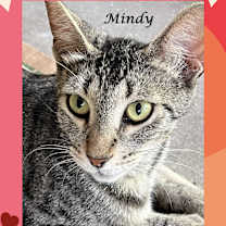 Thumbnail photo of MINDY #3