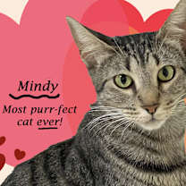 Thumbnail photo of MINDY #1