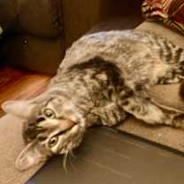 Thumbnail photo of Tiger #4