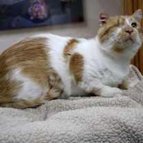Thumbnail photo of Macaroni #2