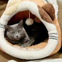 Thumbnail photo of Sweetie #1