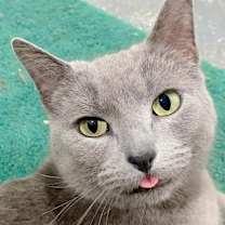 Thumbnail photo of Sweetie #2