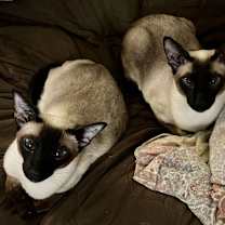 Thumbnail photo of Simon & Lily *BONDED PAIR* #1