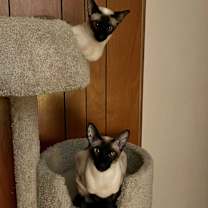 Thumbnail photo of Simon & Lily *BONDED PAIR* #2
