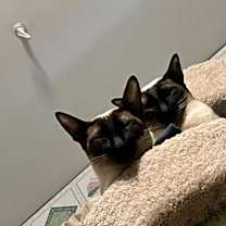 Thumbnail photo of Simon & Lily *BONDED PAIR* #3