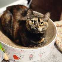 Thumbnail photo of Spaghetti #1