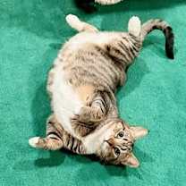 Thumbnail photo of Nutmeg #1