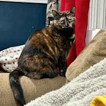 Thumbnail photo of Spaghetti #2