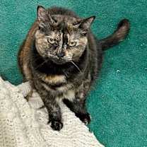 Thumbnail photo of Spaghetti #3