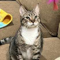 Thumbnail photo of Nutmeg #4