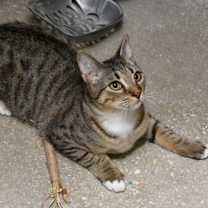 Thumbnail photo of Harold #1