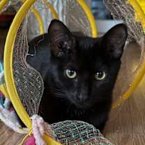 Thumbnail photo of Joy  #1