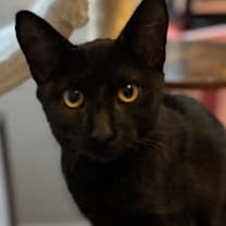 Thumbnail photo of Joy  #2