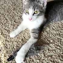 Thumbnail photo of Sylvie #1