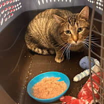 Thumbnail photo of Simba #1