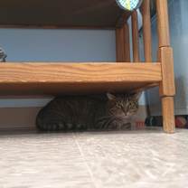 Thumbnail photo of Simba #2