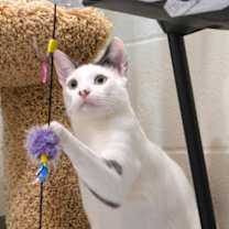 Thumbnail photo of Reggie #1