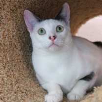 Thumbnail photo of Reggie #3