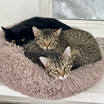 Thumbnail photo of Lotus #4