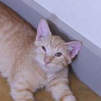 Thumbnail photo of Phobo #1