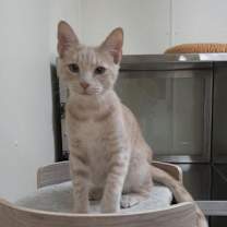 Thumbnail photo of Phobo #2