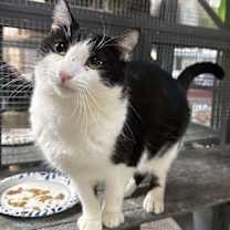 Thumbnail photo of Dominique #2