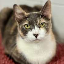 Thumbnail photo of Rosaline #1