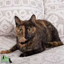 Thumbnail photo of Moxie #2