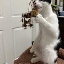 Thumbnail photo of Everett #4