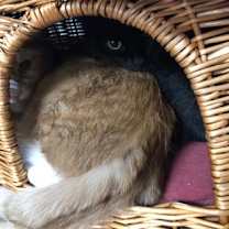 Thumbnail photo of Casey #3