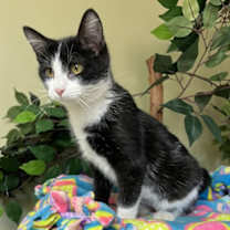 Thumbnail photo of Drama #3