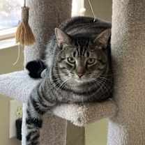 Thumbnail photo of Kash #1