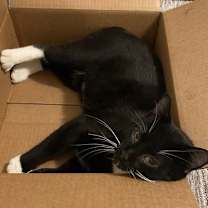 Thumbnail photo of Sly #3