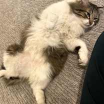 Thumbnail photo of Taz #3