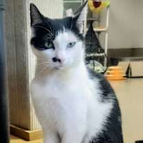 Thumbnail photo of Mr. Mustache #1