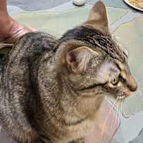 Thumbnail photo of Mr. Friendly and Peanut #3