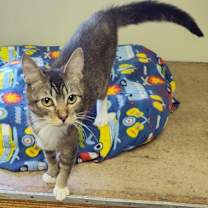 Thumbnail photo of Otis #1