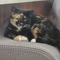 Thumbnail photo of Hazel #3